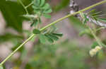 Sticky jointvetch